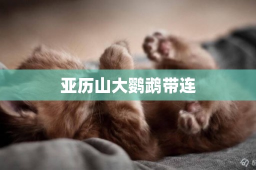 亞歷山大鸚鵡帶連