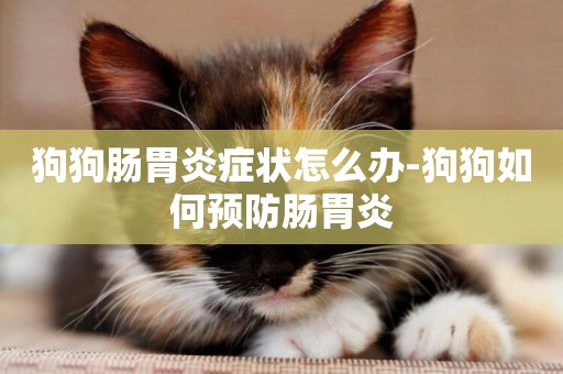 狗狗腸胃炎癥狀怎么辦-狗狗如何預防腸胃炎