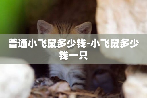 普通小飛鼠多少錢-小飛鼠多少錢一只