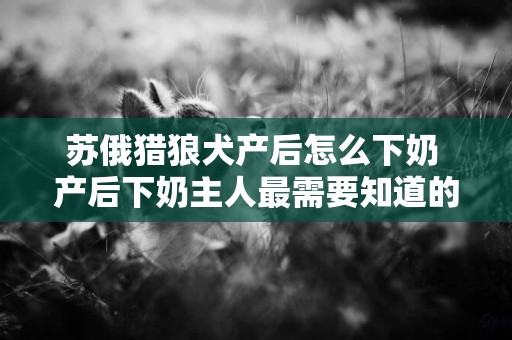 蘇俄獵狼犬產后怎么下奶 產后下奶主人最需要知道的辦法！