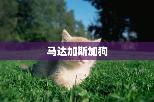 馬達加斯加狗