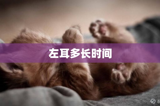 左耳多長時間