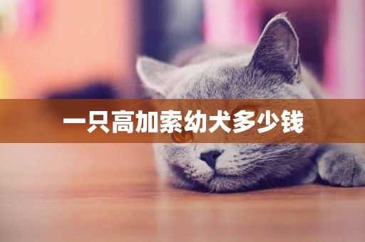 一只高加索幼犬多少錢