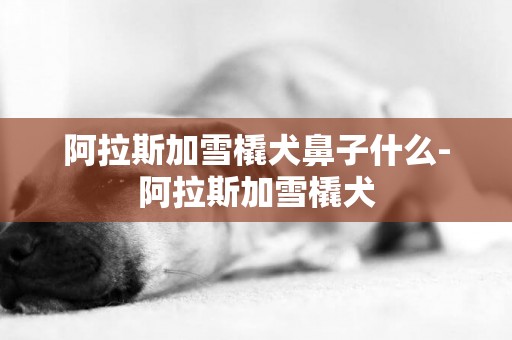 阿拉斯加雪橇犬鼻子什么-阿拉斯加雪橇犬