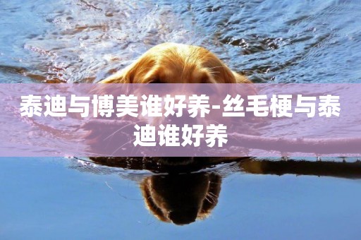 泰迪與博美誰好養-絲毛梗與泰迪誰好養