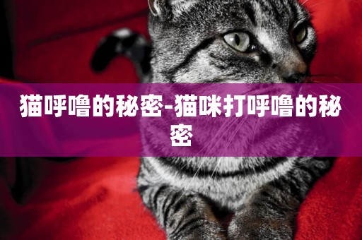貓呼嚕的秘密-貓咪打呼嚕的秘密