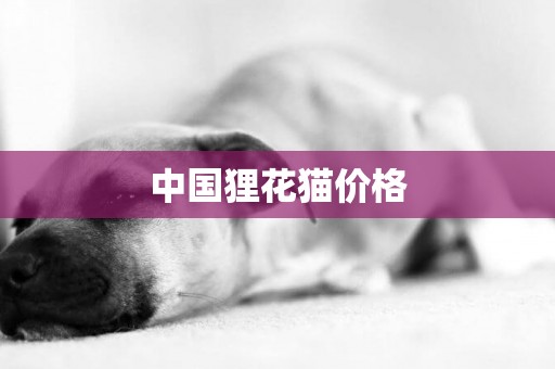 中國貍花貓價格