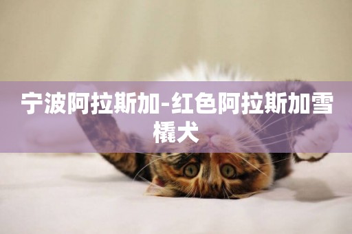 寧波阿拉斯加-紅色阿拉斯加雪橇犬