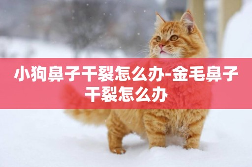 小狗鼻子干裂怎么辦-金毛鼻子干裂怎么辦
