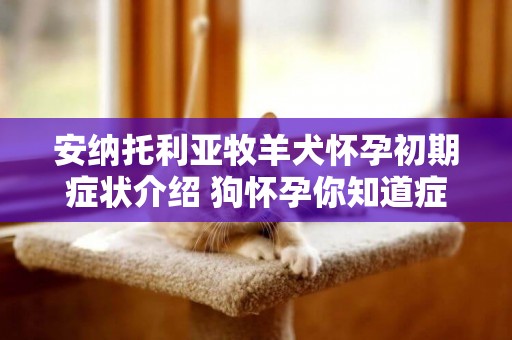 安納托利亞牧羊犬懷孕初期癥狀介紹 狗懷孕你知道癥狀嗎？