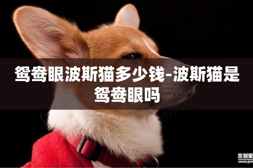 鴛鴦眼波斯貓多少錢-波斯貓是鴛鴦眼嗎