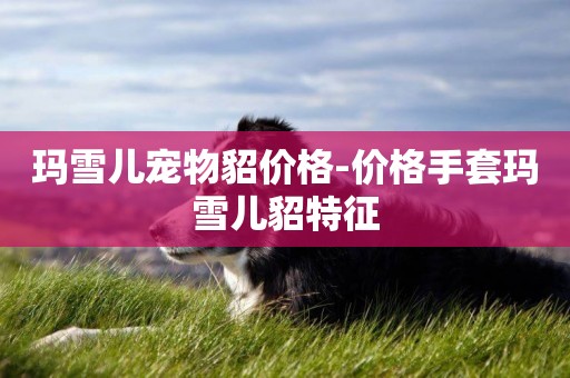 瑪雪兒寵物貂價格-價格手套瑪雪兒貂特征
