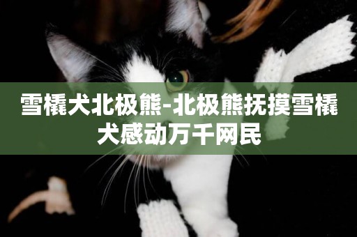 雪橇犬北極熊-北極熊撫摸雪橇犬感動萬千網民