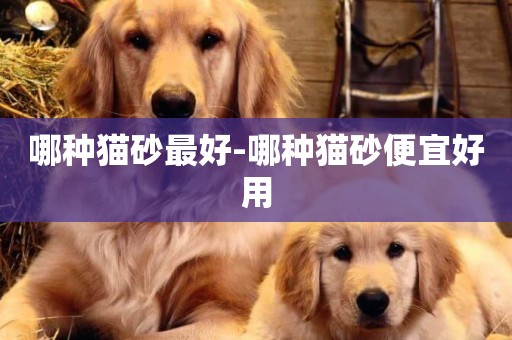 哪種貓砂最好-哪種貓砂便宜好用