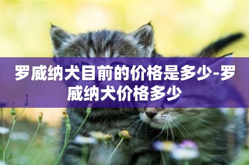 羅威納犬目前的價格是多少-羅威納犬價格多少