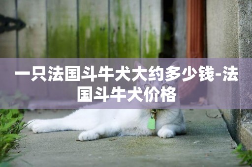 一只法國斗牛犬大約多少錢-法國斗牛犬價格