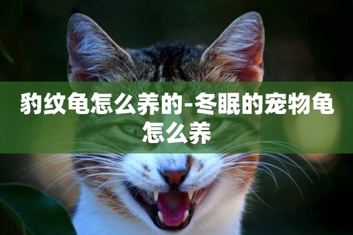 豹紋龜怎么養的-冬眠的寵物龜怎么養