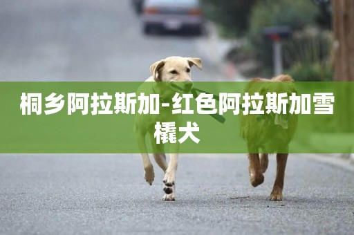 桐鄉阿拉斯加-紅色阿拉斯加雪橇犬
