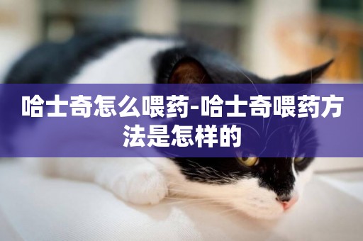 哈士奇怎么喂藥-哈士奇喂藥方法是怎樣的