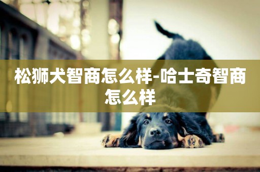 松獅犬智商怎么樣-哈士奇智商怎么樣