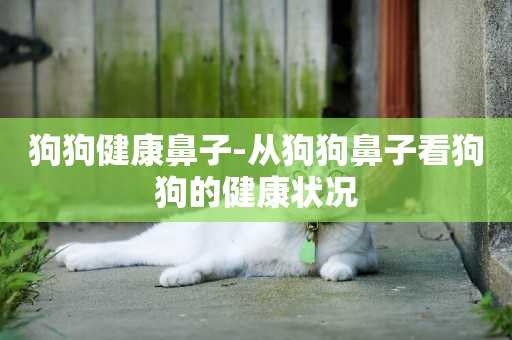 狗狗健康鼻子-從狗狗鼻子看狗狗的健康狀況