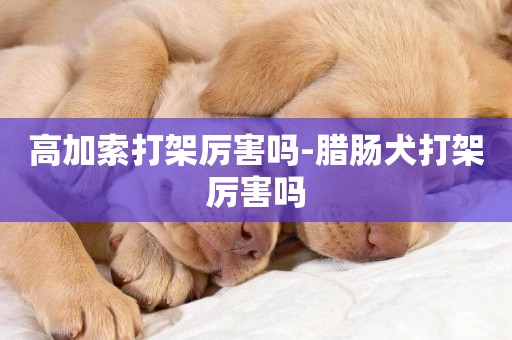 高加索打架厲害嗎-臘腸犬打架厲害嗎