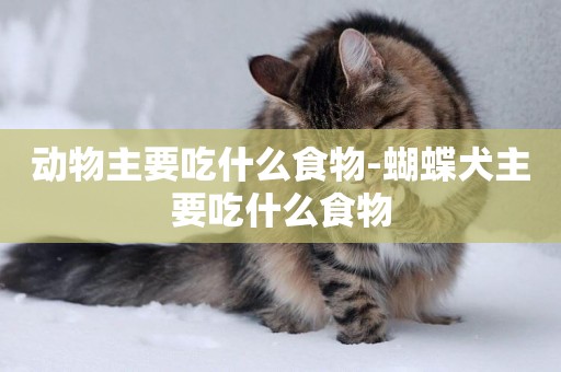 動物主要吃什么食物-蝴蝶犬主要吃什么食物