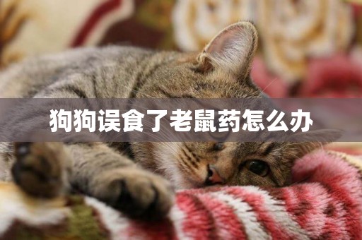 狗狗誤食了老鼠藥怎么辦