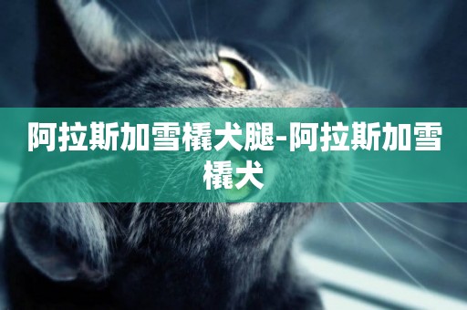 阿拉斯加雪橇犬腿-阿拉斯加雪橇犬