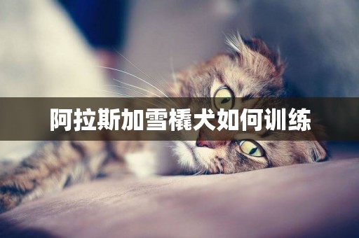 阿拉斯加雪橇犬如何訓練
