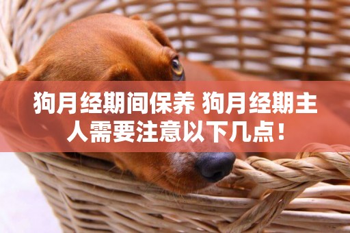 狗月經期間保養 狗月經期主人需要注意以下幾點！