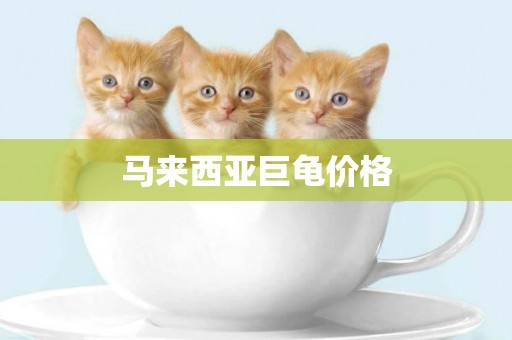 馬來西亞巨龜價格