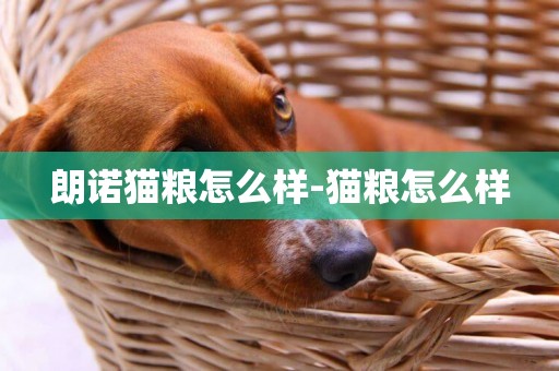 朗諾貓糧怎么樣-貓糧怎么樣