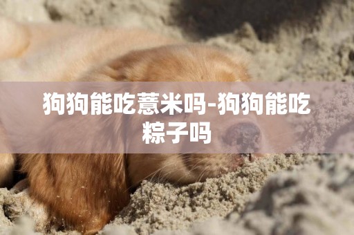狗狗能吃薏米嗎-狗狗能吃粽子嗎