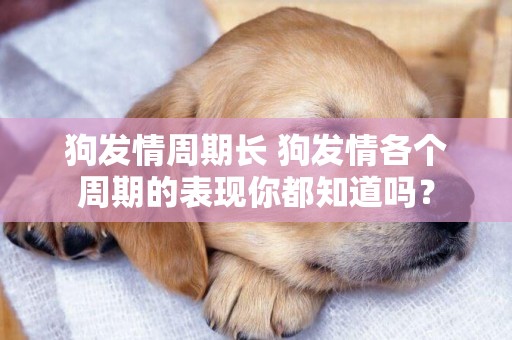 狗發情周期長 狗發情各個周期的表現你都知道嗎？