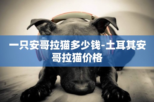 一只安哥拉貓多少錢-土耳其安哥拉貓價格