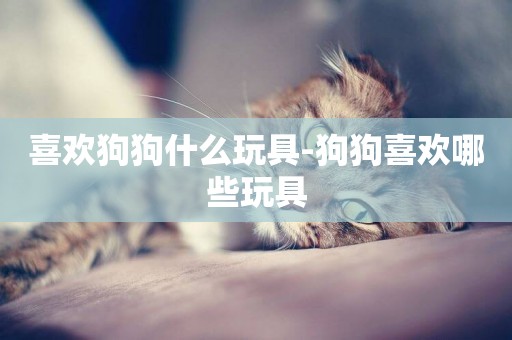 喜歡狗狗什么玩具-狗狗喜歡哪些玩具