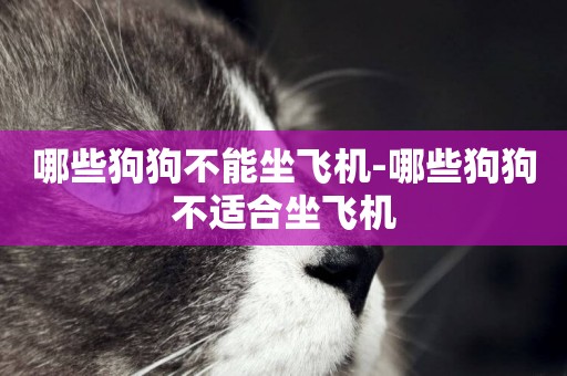 哪些狗狗不能坐飛機-哪些狗狗不適合坐飛機