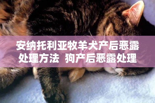 安納托利亞牧羊犬產后惡露處理方法  狗產后惡露處理須知！