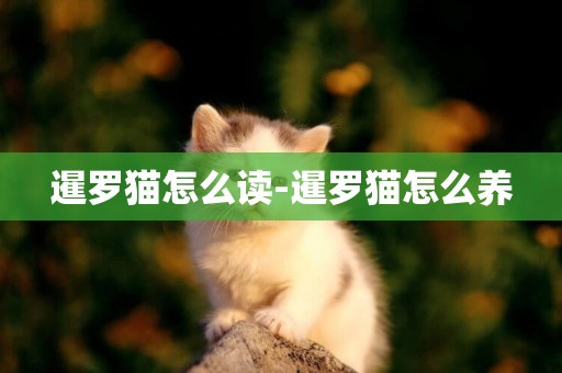 暹羅貓怎么讀-暹羅貓怎么養