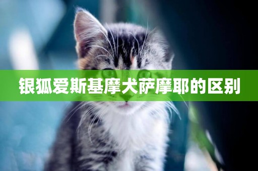 銀狐愛斯基摩犬薩摩耶的區別