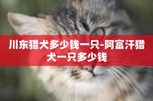 川東獵犬多少錢一只-阿富汗獵犬一只多少錢