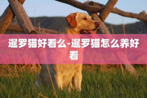暹羅貓好看么-暹羅貓怎么養好看