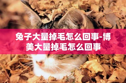 兔子大量掉毛怎么回事-博美大量掉毛怎么回事