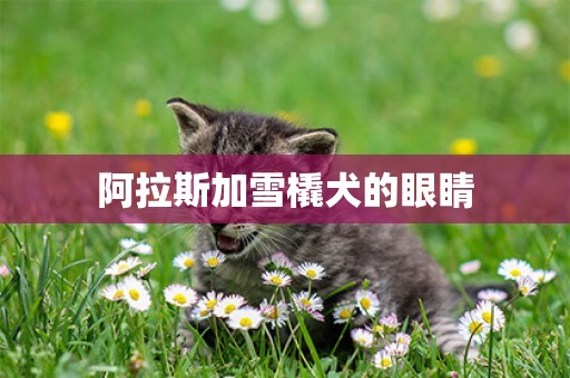 阿拉斯加雪橇犬的眼睛