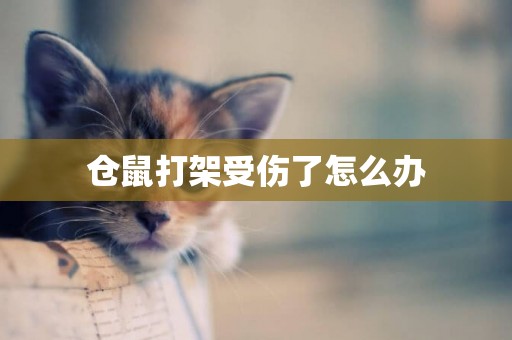 倉鼠打架受傷了怎么辦
