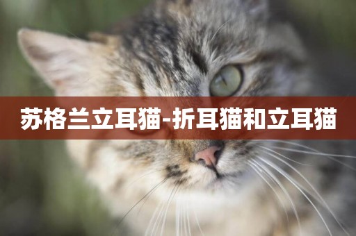 蘇格蘭立耳貓-折耳貓和立耳貓