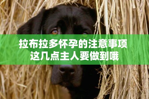 拉布拉多懷孕的注意事項 這幾點主人要做到哦