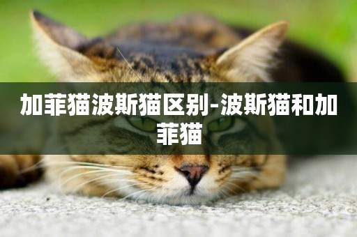 加菲貓波斯貓區別-波斯貓和加菲貓