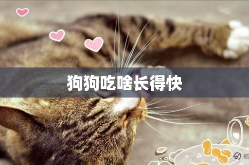 狗狗吃啥長得快